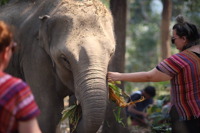 1 Day Eco Elephant Excursion - Ethical Elephant Time Without Riding