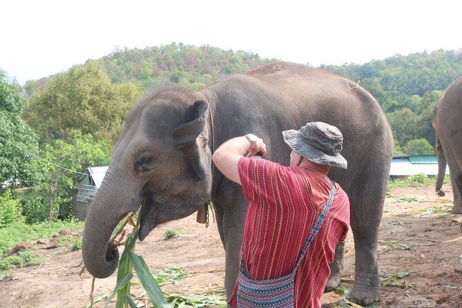 1 Day Eco Elephant Excursion - River Walk, Bathing Help, and Close Elephant Moments