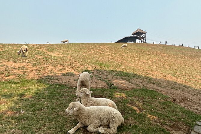 1 Day Private Tour White Temple and Renewed Doichang Coffee - Akha Farmville: sheep views and a calm ending