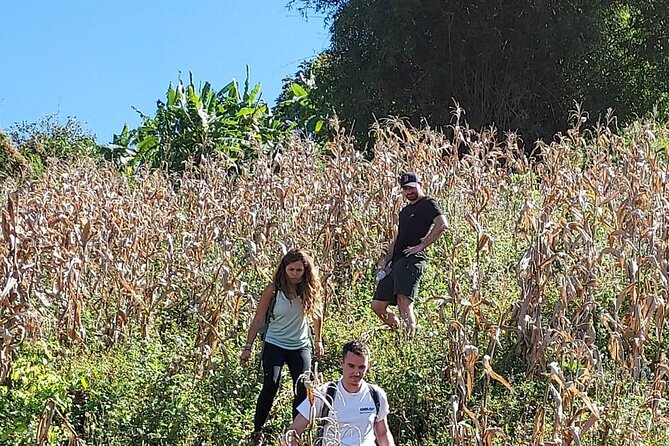 1 Day Trekking in Chiang Mai - Learning on the Trail: Herbal Medicine and Native Plants