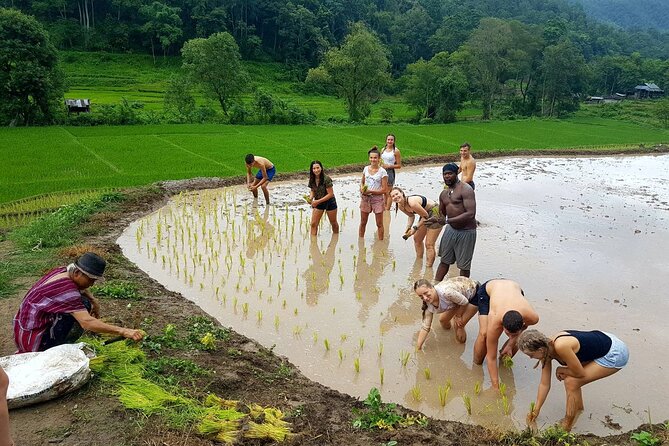1 Day Trekking in Chiang Mai - What to Expect From a Private Day Tour in Practice