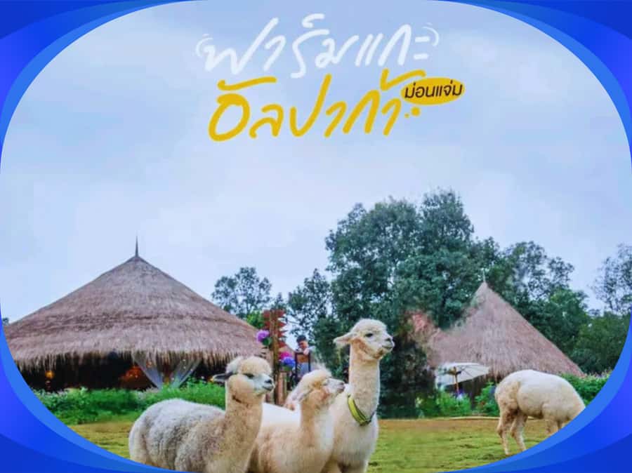 1-Day Trip: Chiang Mai to Mon Jam Adventure. - How the Private Charter Works From Chiang Mai