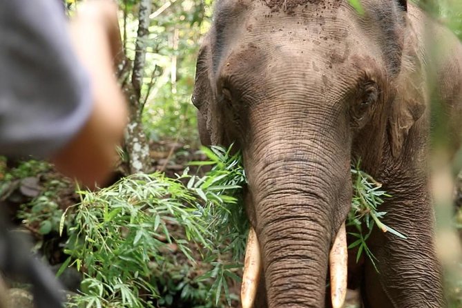 2-Day Kindred Spirit Elephant Sanctuary in Chiang Mai - Key points at a glance