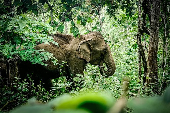 2-Day Kindred Spirit Elephant Sanctuary in Chiang Mai - Day 1: Doi Inthanon views, Mae Chaem Market, then Karen village life