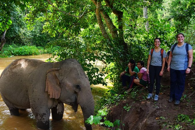 2-Day Kindred Spirit Elephant Sanctuary in Chiang Mai - Day 2 elephant hike: early forest walk, observation time, and jungle lunch