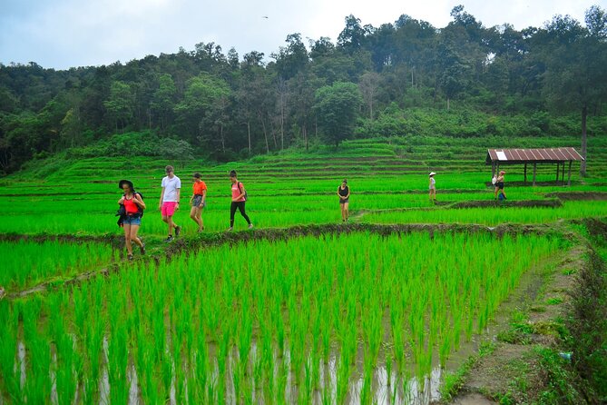 2 Days Hiking Tour in Chiang Mai - Price and value: $130.21 for two days, one night, and real access