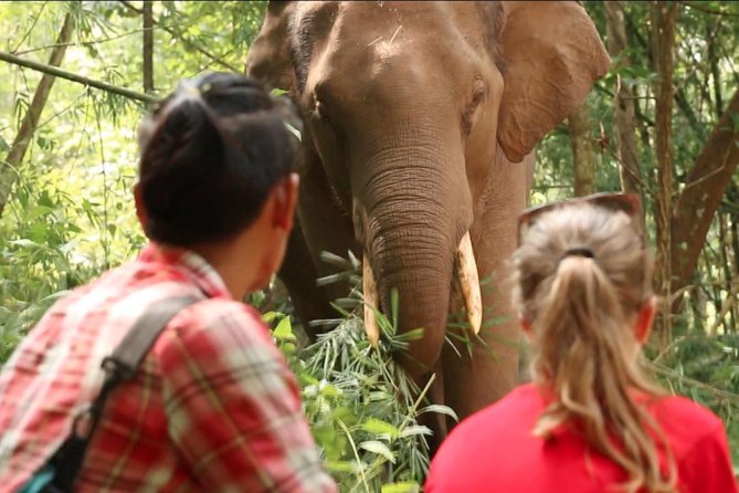 3-Day Kindred Spirit Elephant Sanctuary Chiang Mai - Key highlights you should actually care about