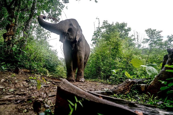 3-Day Kindred Spirit Elephant Sanctuary Chiang Mai - First Steps From Chiang Mai: Private pickup and the Doi Inthanon drive