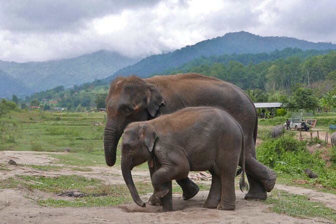 3-in-1: Doi Inthanon Tour, Elephant Sanctuary, and Trekking Trail - Who should book this 3-in-1 Doi Inthanon and elephant tour