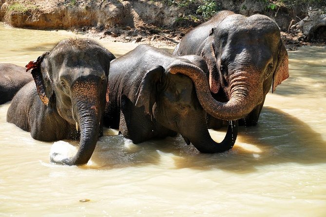 3-in-1: Doi Inthanon Tour, Elephant Sanctuary, and Trekking Trail - Doi Inthanon National Park, pagodas, and the 2,565-meter payoff