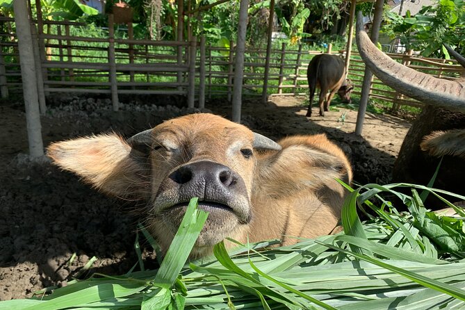 Aroidee’s Farm-Fresh Thai Cooking Experience - Organic garden harvest, herbs, and the practical meaning of sustainability