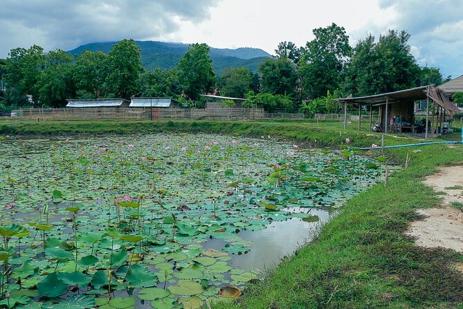 Aroidee’s Farm-Fresh Thai Cooking Experience - Price and value: what $41.95 buys you in Chiang Mai