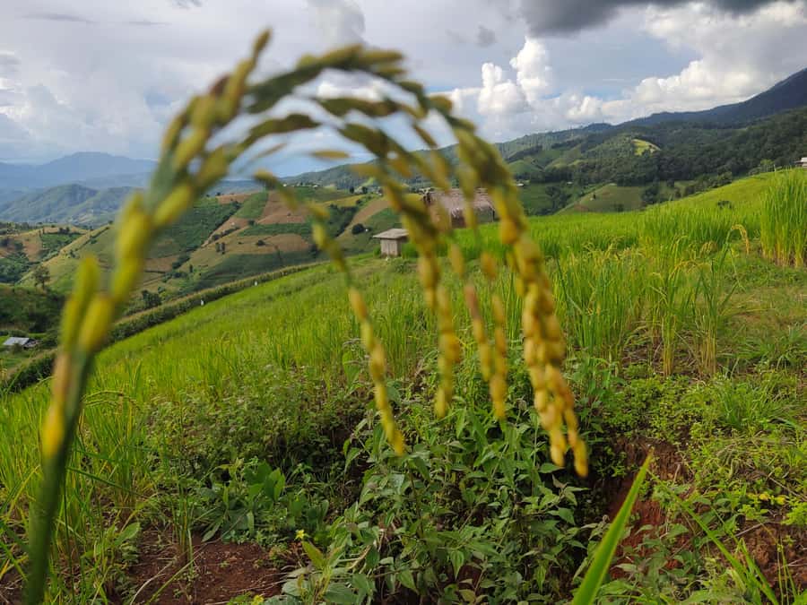 Ban Pa Pong Pieng Rice Terraces Private Guided Tour - Guides Matter: Why Arnon and Tu Land Well With This Trip