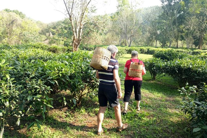 Bau Thong Waterfalls, Tea, and Wat Ban Den Private Tour - Quick Practical Tips Before You Go