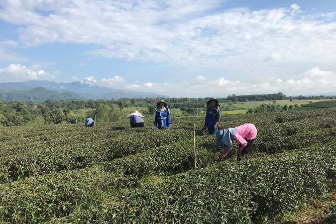 Best 2-Day: Explore Chiang Rai Landmarks from Chiang Mai, Private Trip - Day 2: Wat Rong Sua Ten (Blue Temple) and the Golden Triangle Area