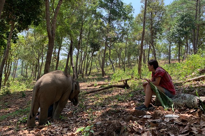 Care Pride Elephants: Full-Day Tour Experience - Key points to know before you go