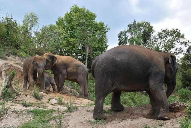 Care Pride Elephants: Full-Day Tour Experience - Elephant Pride Sanctuary and the Inthanon setting
