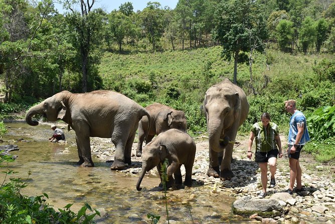 Care Pride Elephants: Full-Day Tour Experience - Feeding time: what you actually do with the elephants