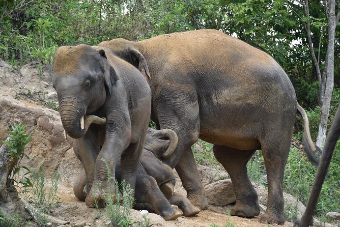 Care Pride Elephants: Full-Day Tour Experience - Walking the hills and learning elephant personalities