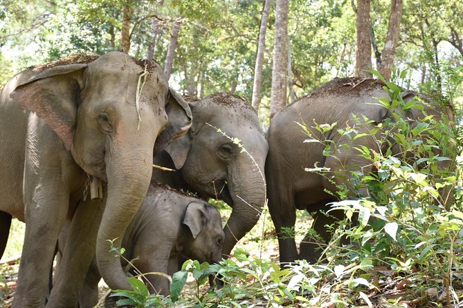 Care Pride Elephants: Full-Day Tour Experience - Mud bath and river rinse: messy fun with a real purpose