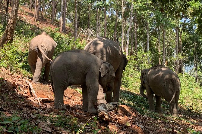 Care Pride Elephants: Full-Day Tour Experience - Thai lunch and the pace of the full-day experience