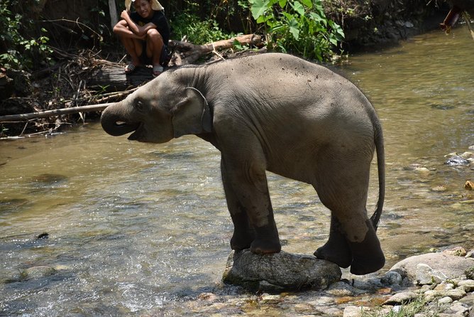 Care Pride Elephants: Full-Day Tour Experience - Hotel pickup, timing, and the mountain drive reality