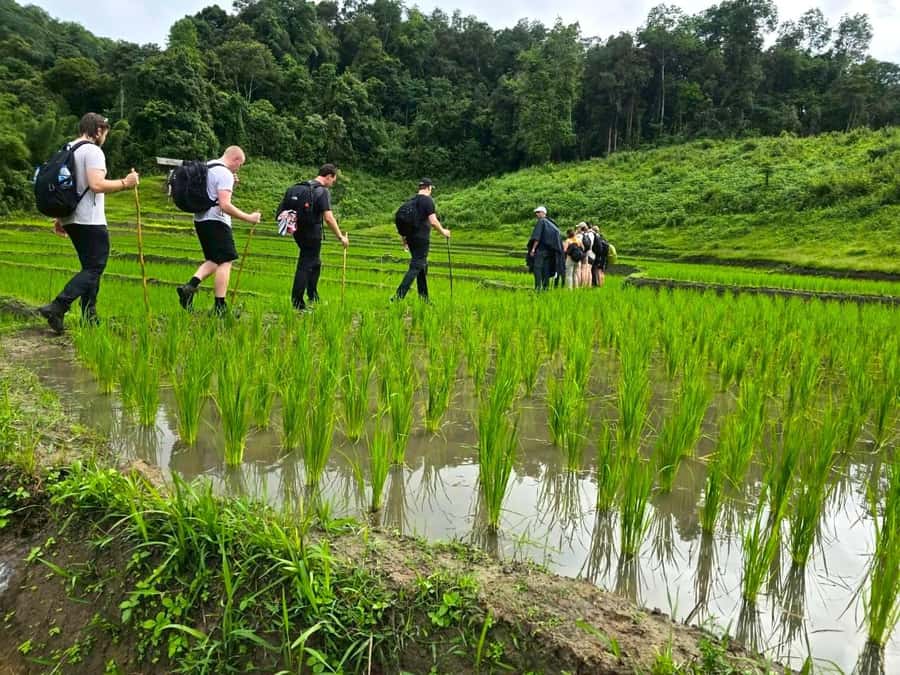 Chiang Mai: 1-Day Trekking Experience to Village & Waterfall - Waterfall Time: The Swim Break, Thai Picnic Lunch, and Resetting Your Body