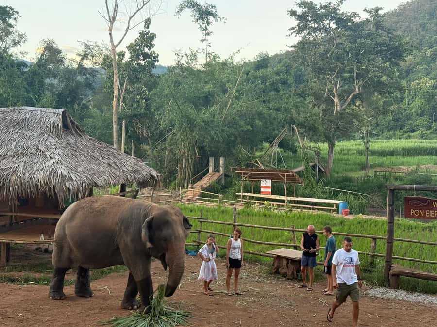 Chiang Mai 2-Day: Good Morning Elephant & Overnight Homestay - Mae Wang Valley, Where the Drive Sets the Mood