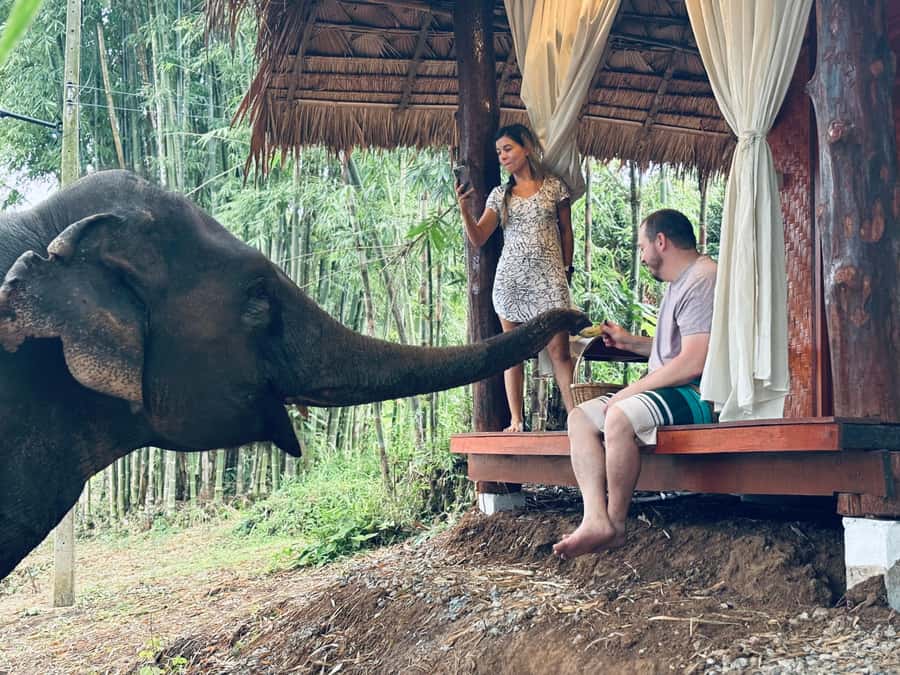 Chiang Mai 2-Day: Good Morning Elephant & Overnight Homestay - Morning Good Morning Moments, Breakfast With Elephant Views