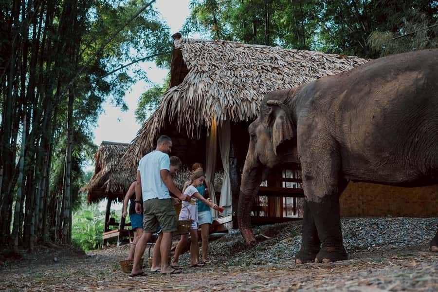 Chiang Mai 2-Day: Good Morning Elephant & Overnight Homestay - Feeding and Bathe Time in the Mae Wang River