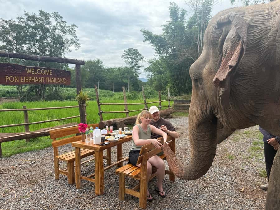 Chiang Mai 2-Day: Good Morning Elephant & Overnight Homestay - Pon Elephant Thailand Welcome, Dinner With the Village Family