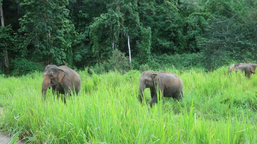 Chiang Mai: 2-Day Jungle Trek with Elephant Farm & Raft Ride - Price and value: what $97 buys you in the Chiang Mai jungle