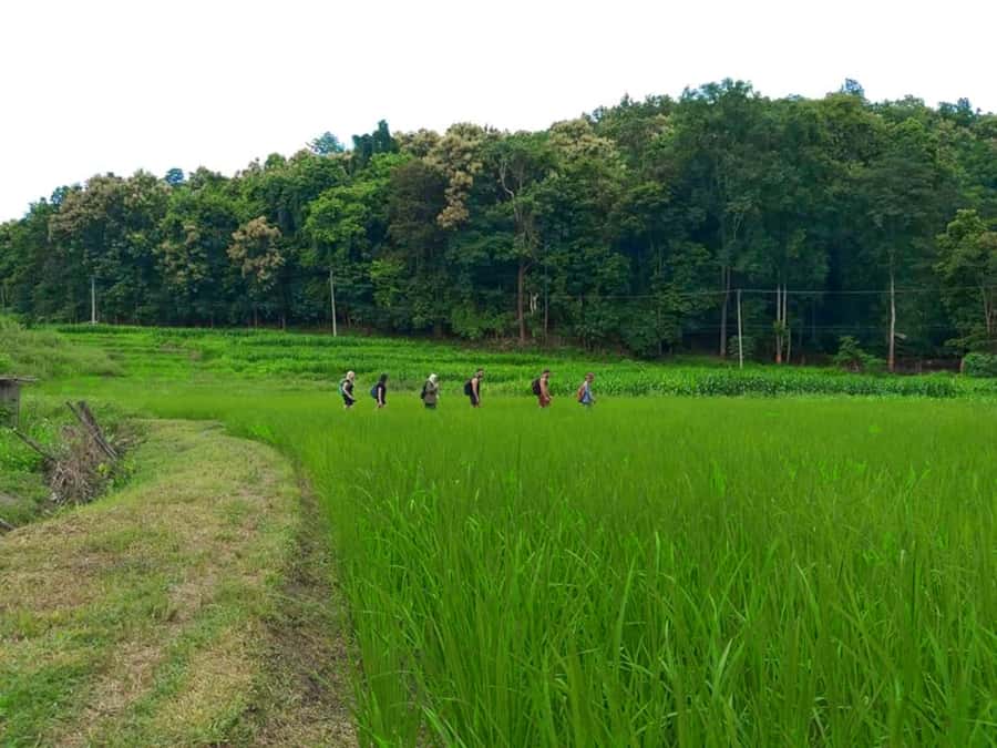 Chiang Mai: 2-Day Jungle Trek with Elephant Farm & Raft Ride - Jungle waterfall picnic: where the hike starts to feel real