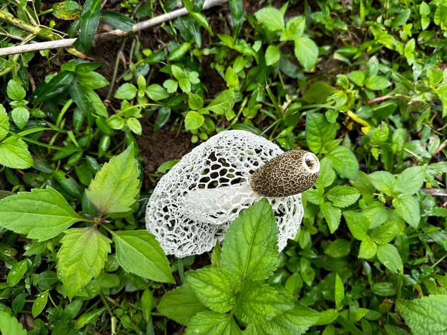 Chiang Mai: 3Days Nature&Cultural Trek in Doi Inthanon Area - Day 3: Waterfalls, Misty Forest Footpaths, and Returning to Chiang Mai