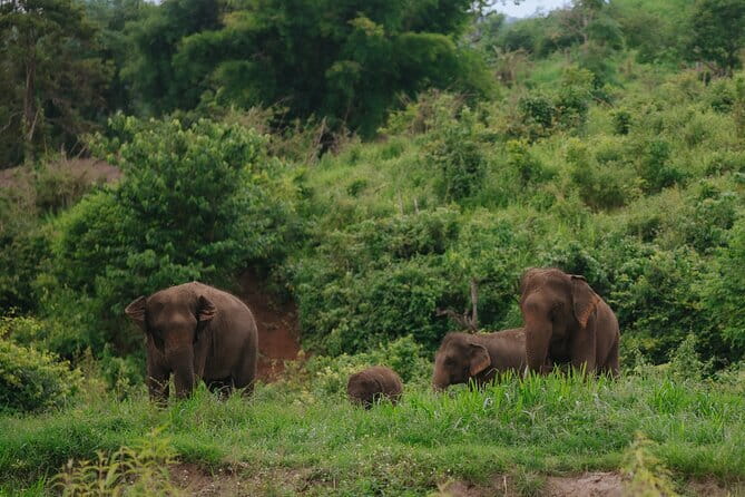 Chiang Mai 4 in 1 : 2 days - 1 Nights. Elephants Camp + Adventure - Entering the elephant camp world, not just the attraction