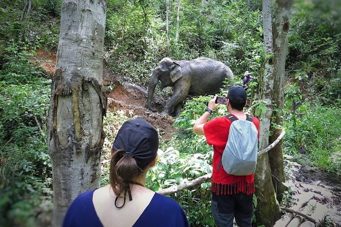 Chiang Mai ATV Tour, Doi Inthanon Trekking, and Elephant Watching - Who This Tour Fits Best, and Who Should Reconsider