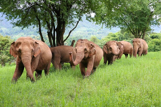 Chiang Mai ATV White Water Rafting and Elephant Sanctuary Full-Day Trip - ATV through rice fields and mountain viewpoints