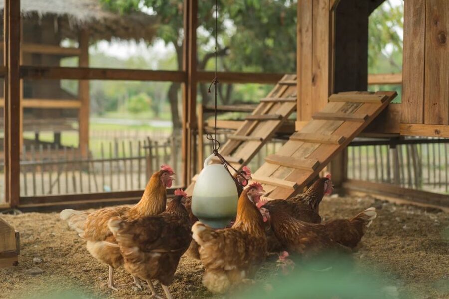 Chiang Mai: Authentic Cooking Class with Market & Farm Visit - Grandma’s organic farm: chickens, eggs, mushrooms, and herb smells