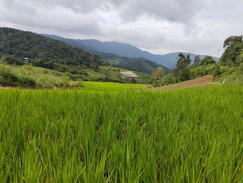 Chiang Mai Authentic Trekking - Leaving Chiang Mai, then trading streets for rice fields
