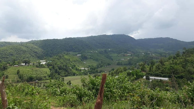 Chiang Mai Authentic Trekking - The hike itself: rice fields, evergreen forest, and real trail time