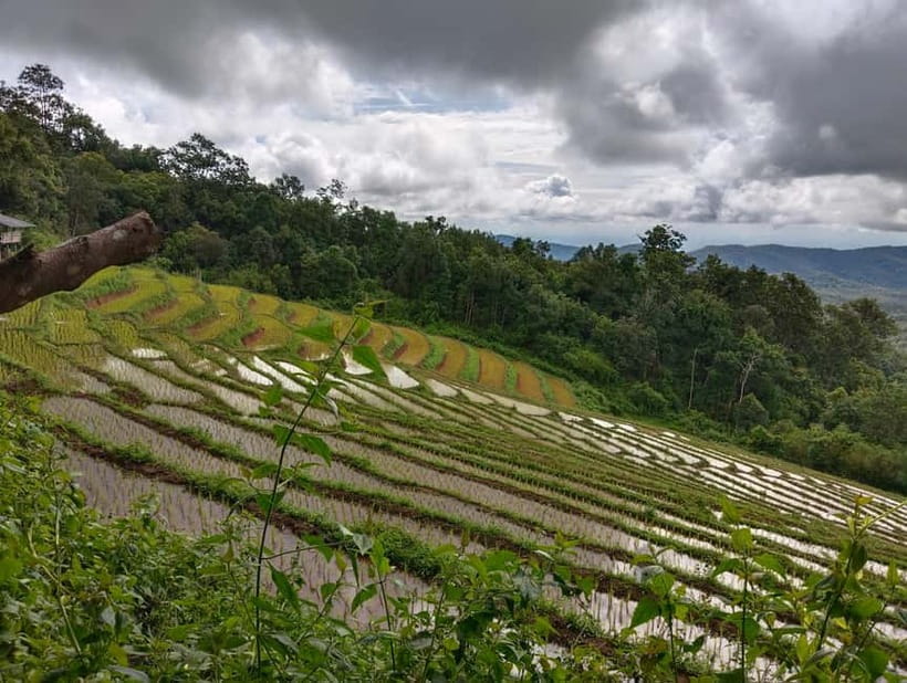Chiang Mai Authentic Trekking - Forest lunch and plant talk: fuel for the second half