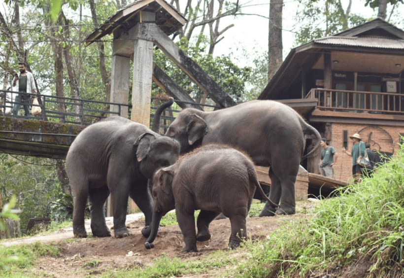 Chiang Mai: Bamboo Rafting with Hotel Transfers - Food and added costs: what is included, what you may pay