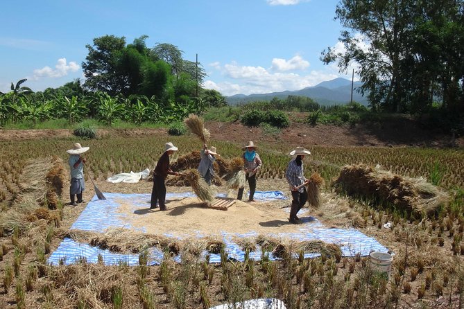 Chiang Mai Biking & River Kayak : Gentle Thrills in a Lush Valley - Cycling through Mae Ngat Valley: rice fields, villages, and snack breaks