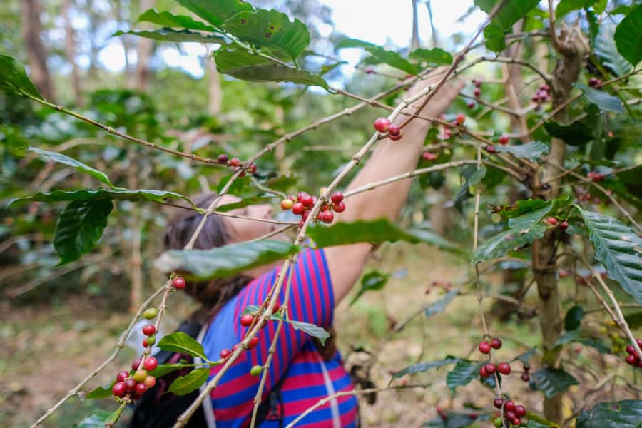 Chiang Mai Coffee Full Day Tour: Trek, Brew & Roast Journey. - Key Points Worth Marking on Your Map