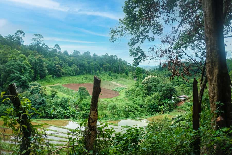 Chiang Mai Coffee Full Day Tour: Trek, Brew & Roast Journey. - Price and Value: What $118 Covers in the Real World