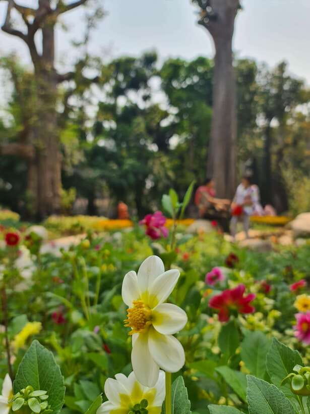 Chiang Mai: Dantewada Land of Angels & Sticky Waterfall Tour - Seven-Colored Fountain Trail and the Sacred Shoulder Note