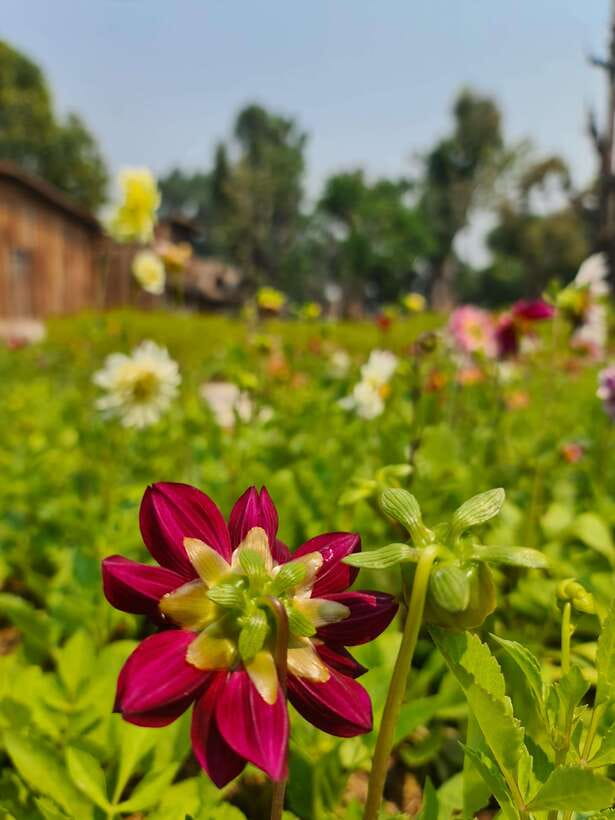 Chiang Mai: Dantewada Land of Angels & Sticky Waterfall Tour - Price and Value: What You’re Really Paying For