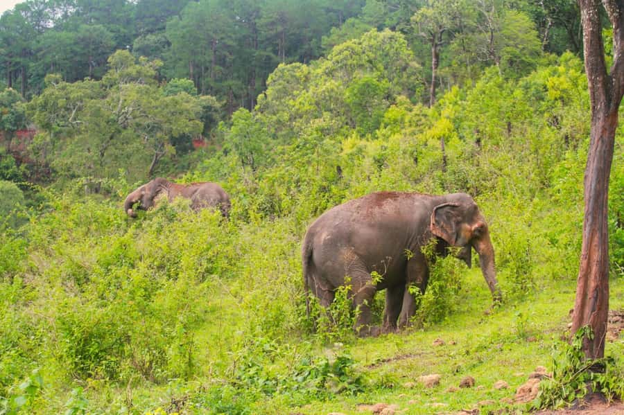 Chiang Mai: Day for Elephant Observation Only Half-day Trip - Key things I’d highlight before you go