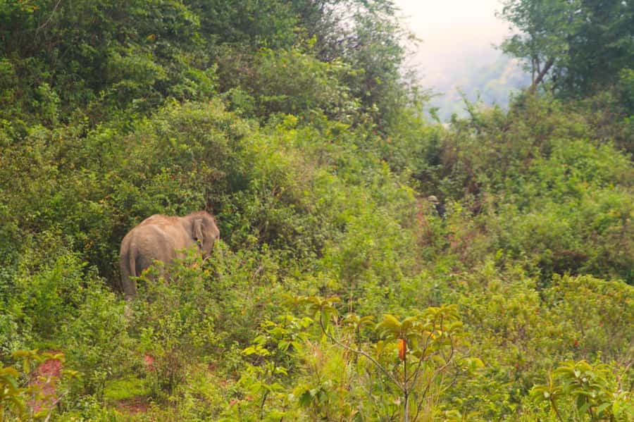 Chiang Mai: Day for Elephant Observation Only Half-day Trip - Big Boy Sanctuary and the no-control way of doing elephant care