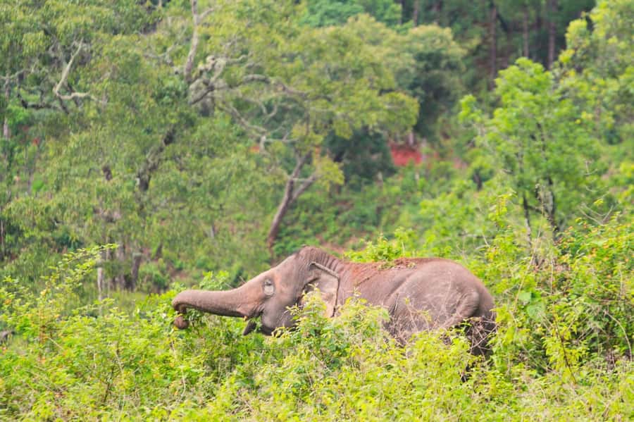 Chiang Mai: Day for Elephant Observation Only Half-day Trip - Elephant food prep, close feeding, and why hands to yourself matters